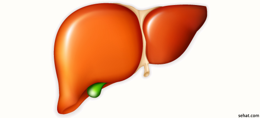 World Liver Day: Understanding the Liver and How to Keep it Healthy