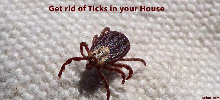 Your Guide To Get Rid Of Ticks in Your House for This Summer Without Hassles