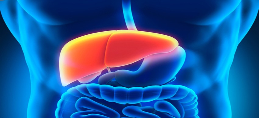 Your Liver and How it Works