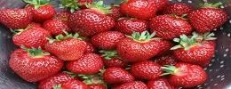 Strawberries