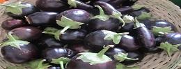 Eggplant,