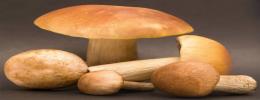 Mushrooms,