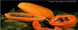 Papayas,