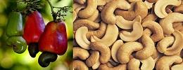 cashew