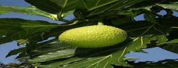 Breadfruit,
