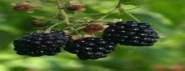 Blackberries,