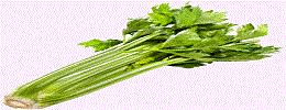 Celery,