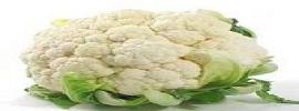 Cauliflower,cooked,without