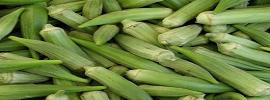 Okra,