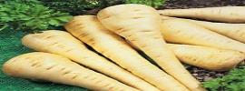 Parsnips,