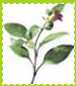 Punarnava Homeopathic Clinic & Research Center