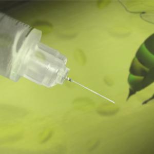 Bee Venom to destroy HIV infection