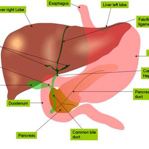 Liver disease drug developed by Intercept is highly effective, says study