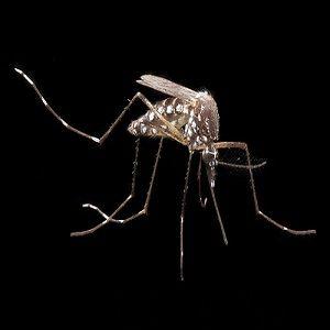 The Success of Experimental Vaccine for Chikungunya