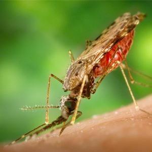 WHO Observes World Health Day cautioning on Small Bites: Vector Borne Diseases