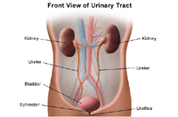 Illustration of anatomy of the urinary system, front view